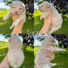 Sugar 1
